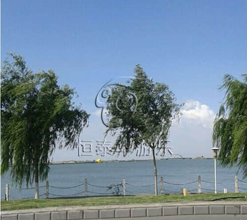 宁夏石嘴山平罗县的朋友们，快来这里看大黄鸭了